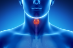 Healthy Thyroid