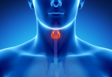 Healthy Thyroid