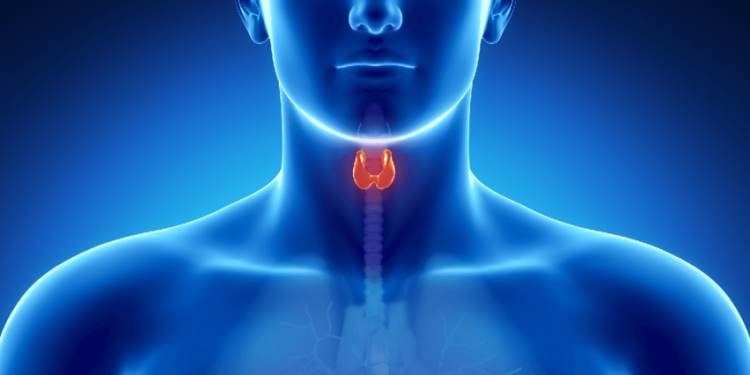 Healthy Thyroid